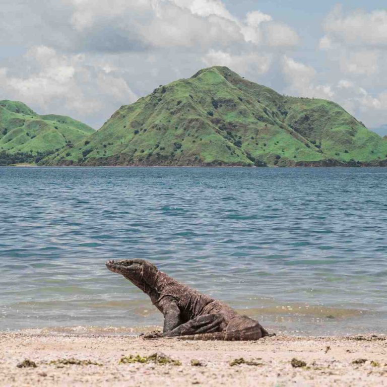 Komodo National Park 2026: Complete Visitor Guide
