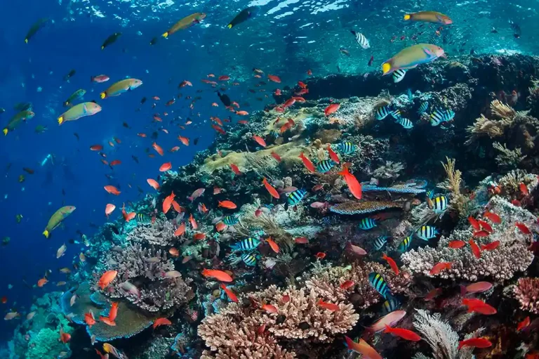 Best Diving Sites on a Komodo Yacht