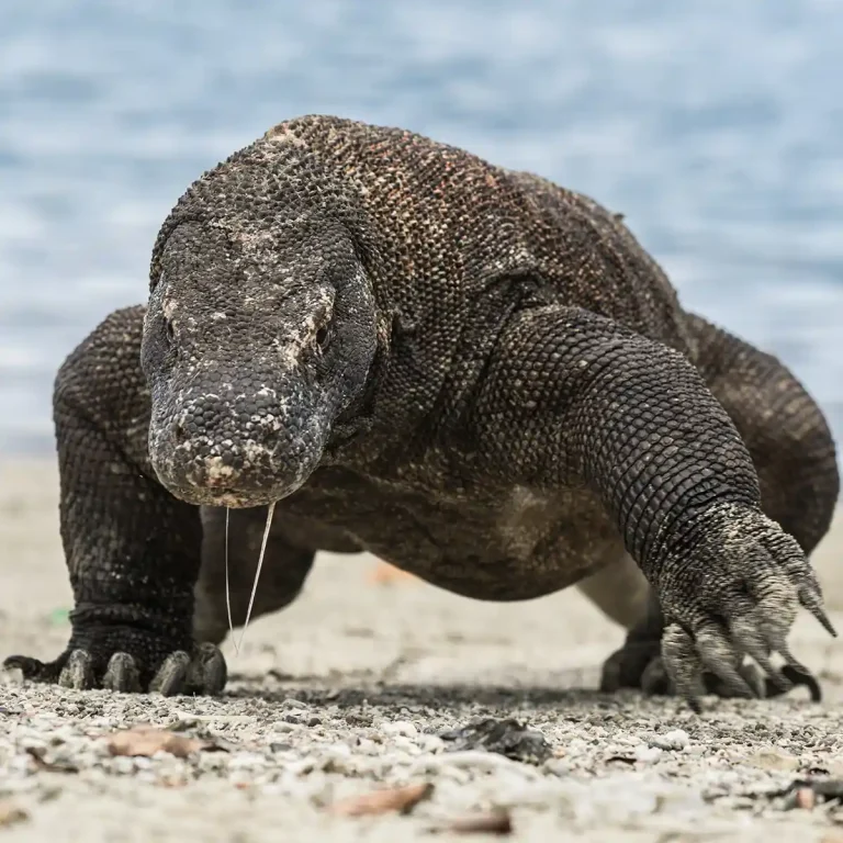 Komodo Dragons: Where and When to See Them