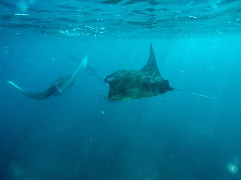 When Is The Best Time to Charter a Yacht in Komodo?