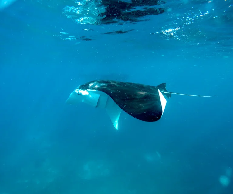 How Much Does a Private Komodo Yacht Charter Actually Cost?